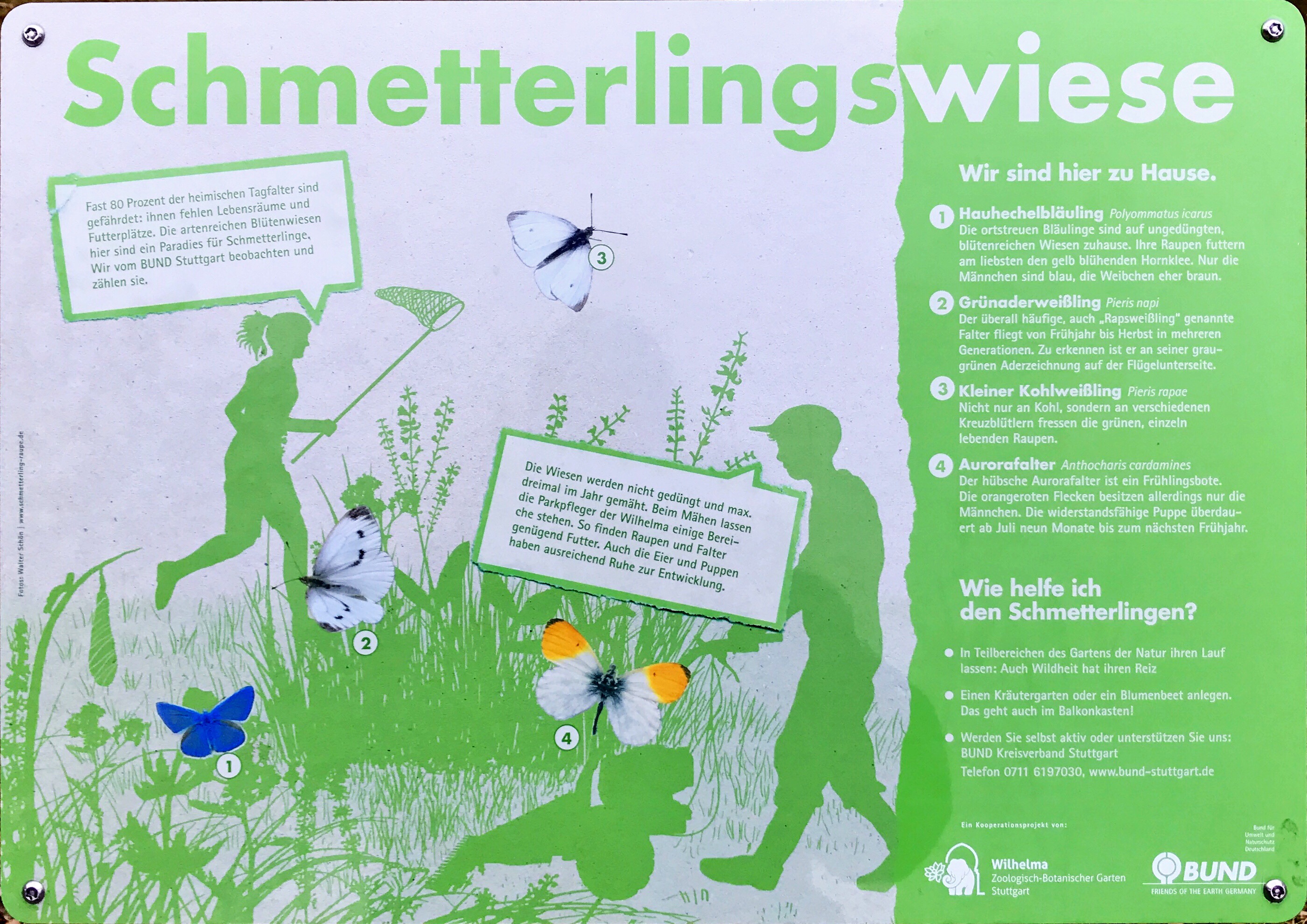 Schmetterlingswiese (Wilhelma)