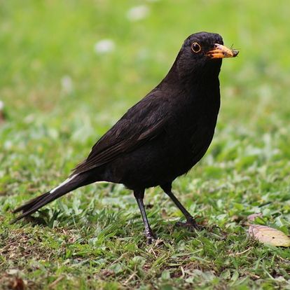 Amsel