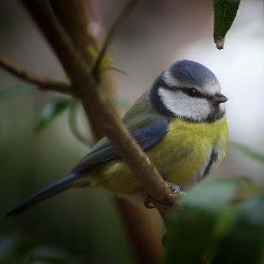 Blaumeise