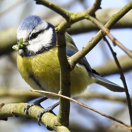 Blaumeise