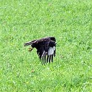 Bussard bei der Jagd