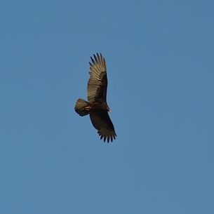 Bussard