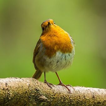Rotkehlchen